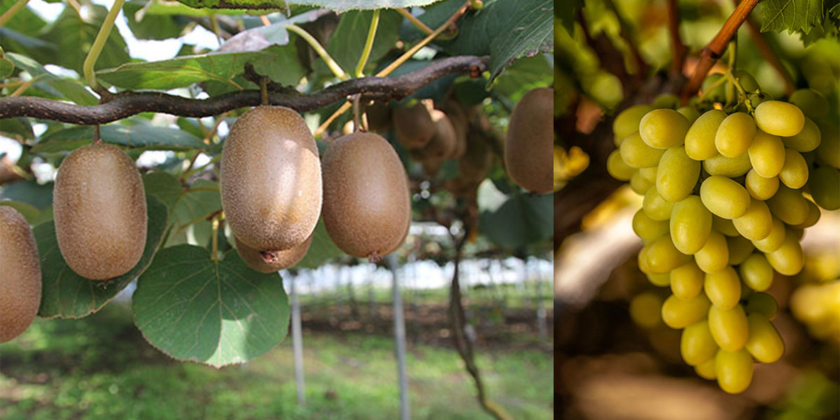 Sitofex®: grandi risultati per uniformare il calibro di kiwi e uva da tavola